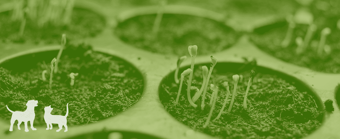 Alfalfa sprouts similar to ingredients in Nature's Logic recipes.