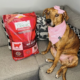 A dog wears a pink bandana and bow with a bag of Nature's Logic Distinction Grain Free Red Recipe.