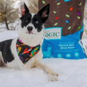 A black and white dog laying in snow with Nature's Logic Canine Lamb Meal Feast dog food.