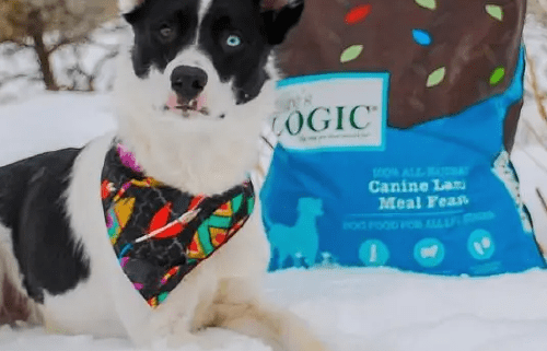 A black and white dog laying in snow with Nature's Logic Canine Lamb Meal Feast dog food.