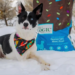 A black and white dog laying in snow with Nature's Logic Canine Lamb Meal Feast dog food.