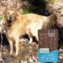 A golden retriever plays in a stream in the woods with Nature's Logic Canine Sardine Meal Feast.