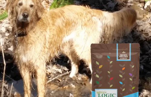 A golden retriever plays in a stream in the woods with Nature's Logic Canine Sardine Meal Feast.