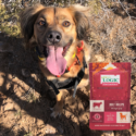 A pup posing during a hike with a bag of Nature's Logic Distinction Canine Beef Recipe.