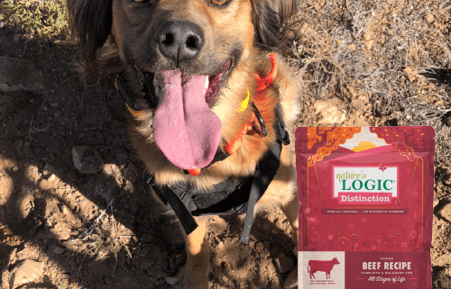 A pup posing during a hike with a bag of Nature's Logic Distinction Canine Beef Recipe.