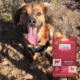 A pup posing during a hike with a bag of Nature's Logic Distinction Canine Beef Recipe.