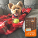 Happy dog posing with tennis ball for dog food testimonial.