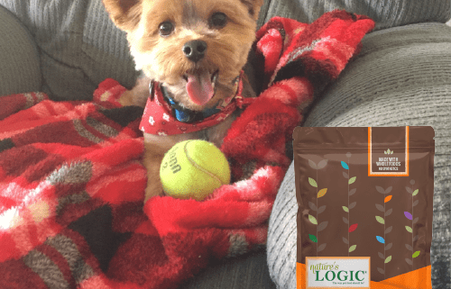 Happy dog posing with tennis ball for dog food testimonial.