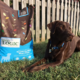 Dog laying in grass next to Nature's Logic dog food bag.