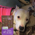 A pit bull with a bag of Nature's Logic Canine Rabbit Meal Feast all natural dog food.