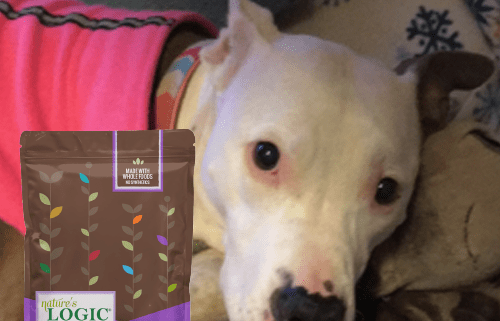 A pit bull with a bag of Nature's Logic Canine Rabbit Meal Feast all natural dog food.