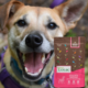 A pup smiling with a bag of Nature's Logic Canine Pork Meal Feast all natural dog food.