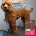 A poodle posing with a bag of Nature's Logic Canine Pork Meal Feast all natural dog food.