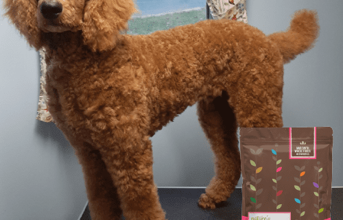 A poodle posing with a bag of Nature's Logic Canine Pork Meal Feast all natural dog food.