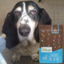 A basset hound pup with a bag of Nature's Logic Canine Sardine Meal Feast all natural dog food.