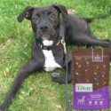 A black and white dog laying in the grass with a bag of Nature's Logic Canine Rabbit Meal Feast.