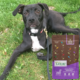 A black and white dog laying in the grass with a bag of Nature's Logic Canine Rabbit Meal Feast.