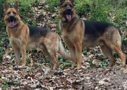 Two happy German Shepherds from Nature's Logic dog food testimonial.