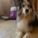 A Shetland Sheepdog posing with a bag of Nature's Logic Canine Rabbit Meal Feast dog food.