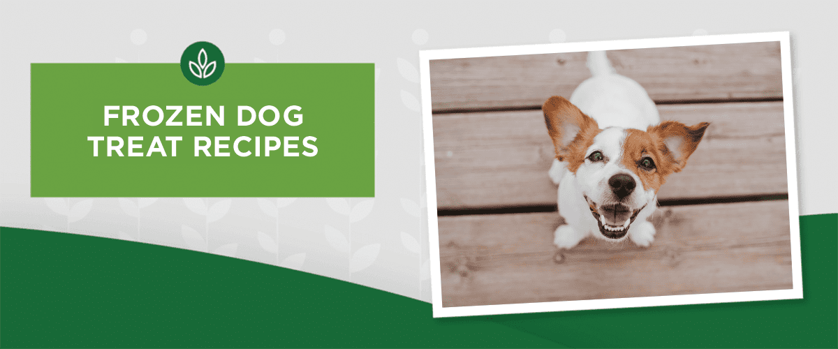 OUR FAVORITE FROZEN DOG TREAT RECIPES FOR SUMMER