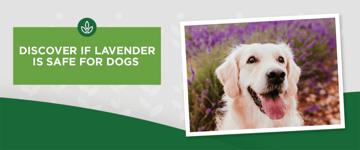 Is Lavender Safe For Dogs?