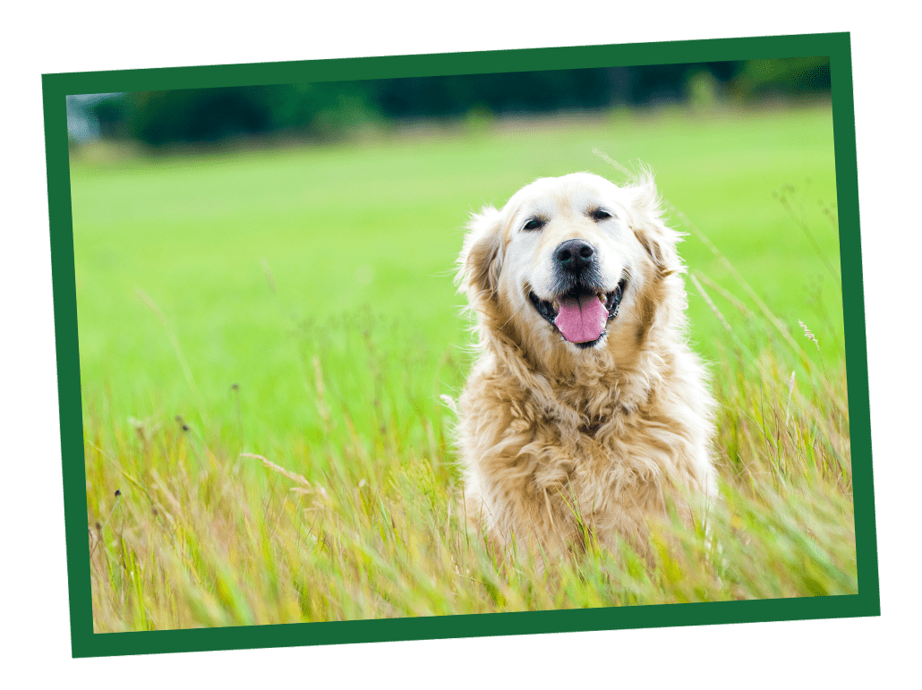 Dog Life Stages Nutrition Guide