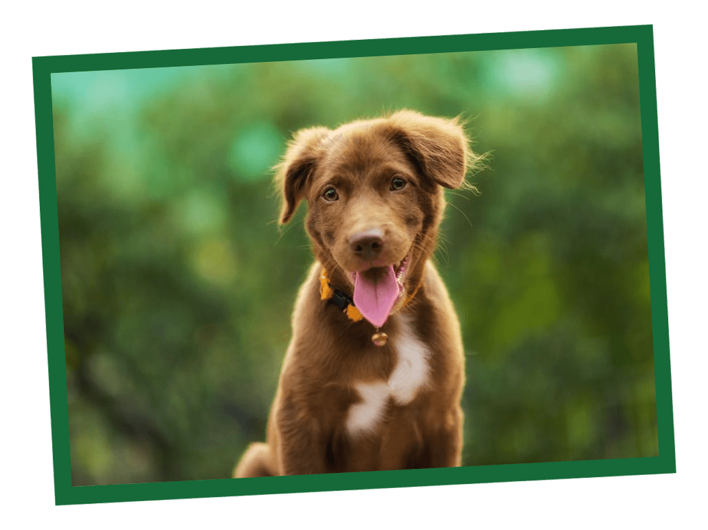 Other than age, there are some signs that may indicate your puppy is ready to transition to kibble. These might look like: Teeth Development: When your puppy's baby teeth start to come in, and they exhibit an interest in chewing or gnawing, it may be a signal that they are ready for solid food. Curiosity about Food: If your puppy shows curiosity about your own or other pets' food, it may be an indication that they are ready for a more solid diet. Steady Weight Gain: Puppies should be steadily gaining weight during their early weeks. If your puppy is maintaining a healthy weight and seems energetic, it may be time to introduce kibble. Interest in Mother's Food: If a mother dog is present, some puppies may start showing interest in their mother's solid food, indicating they are ready for a transition. Weaning Behaviors: Puppies that naturally start to explore and show a willingness to try different textures may be ready to transition from softer foods to kibble. Always talk to your vet about diet and development.