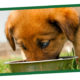 puppy eating nature's logic kibble