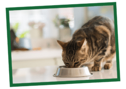 How to Choose a Healthy Cat Food