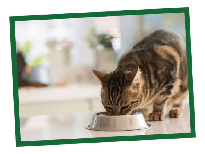 How to Choose a Healthy Cat Food