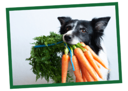 How to Choose a Healthy Dog Food