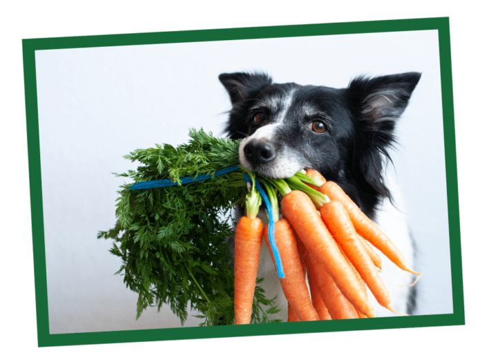 How to Choose a Healthy Dog Food